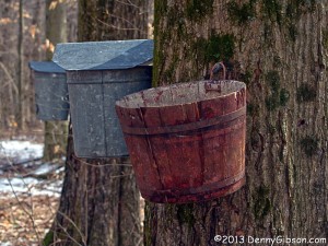 Hueston Woods Maple Syrup Festival